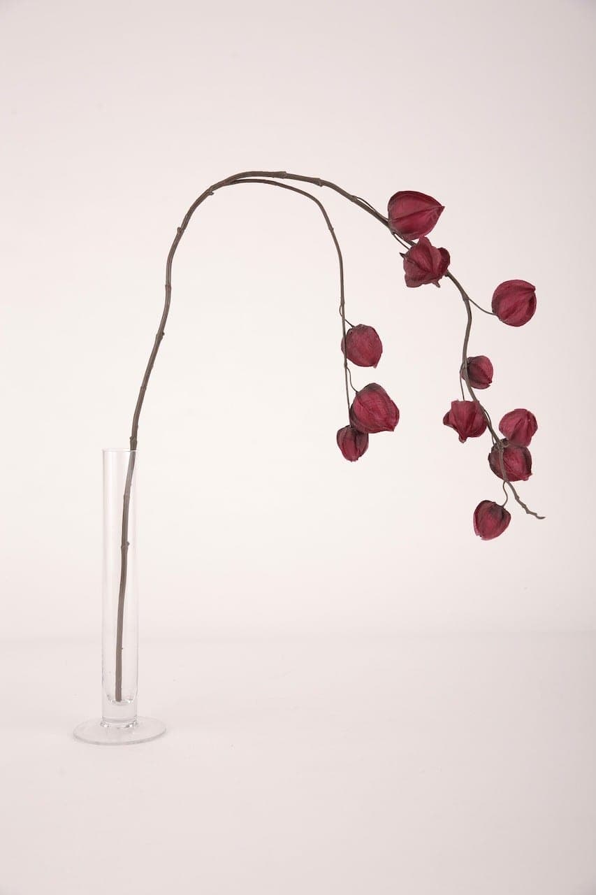 Ast mit Physalis rot