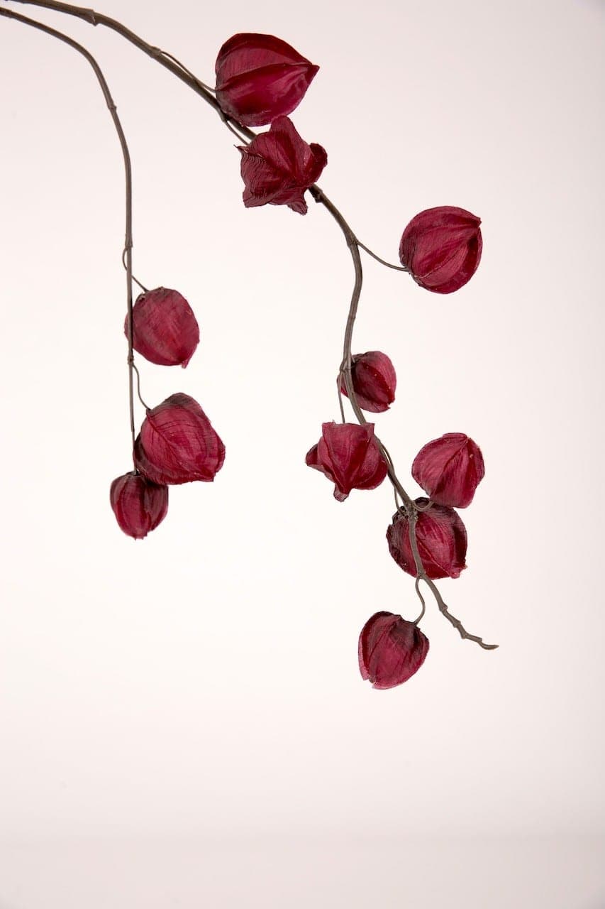 Ast mit Physalis rot – Foto 2