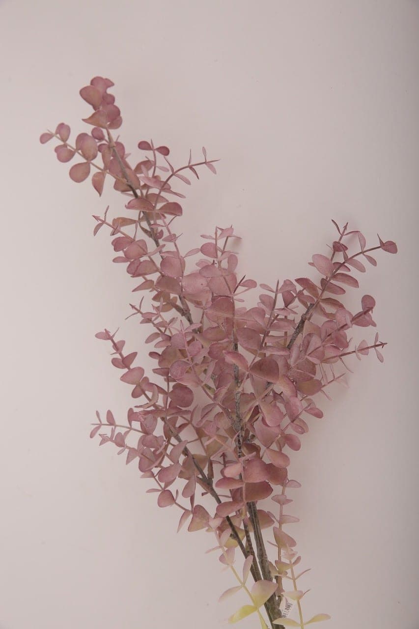 Eukalyptus rosa