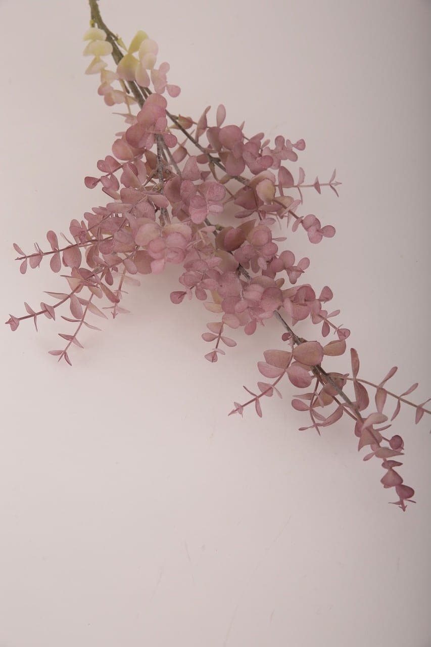 Eukalyptus rosa – Foto 2