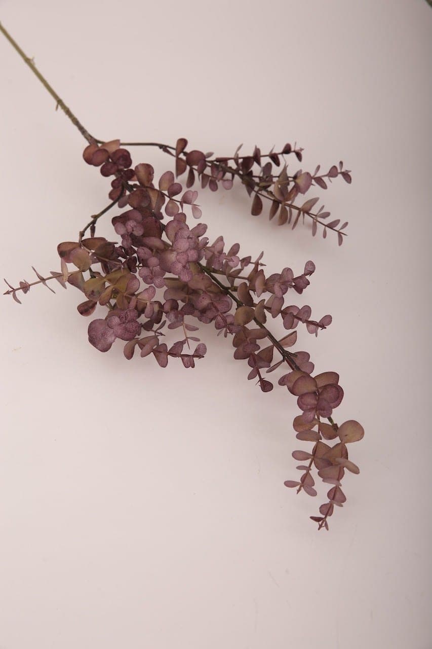 Eukalyptus lila