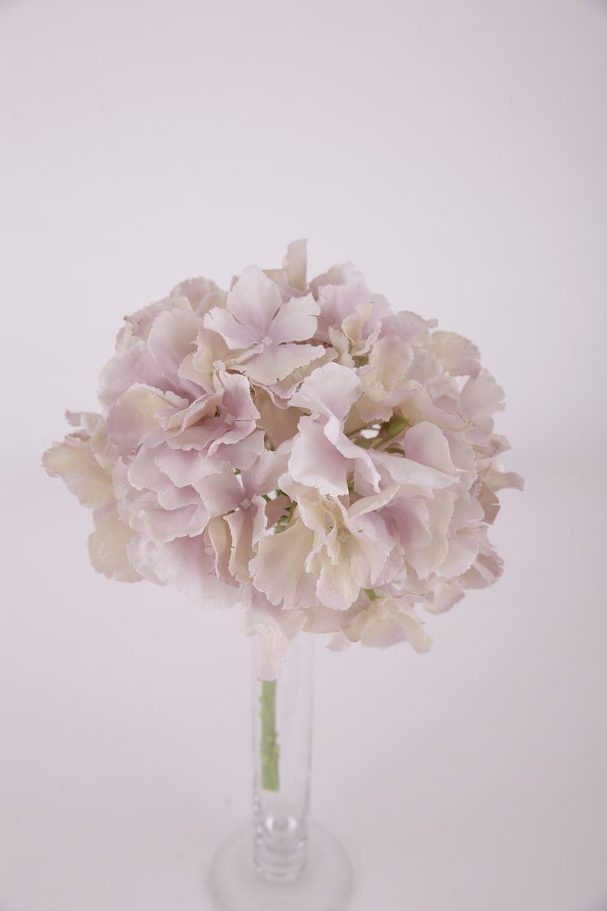 Hortensie altrose altflieder