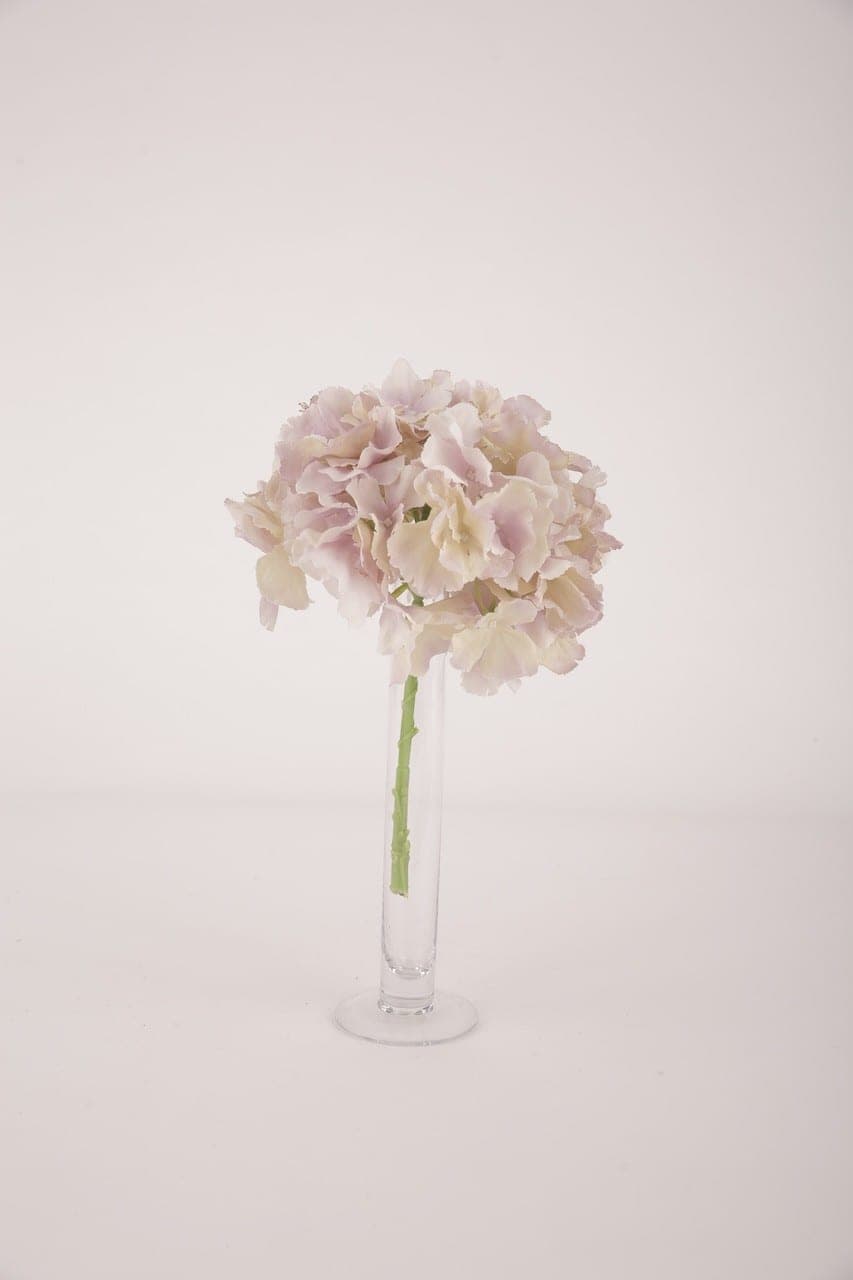 Hortensie altrose altflieder – Foto 2