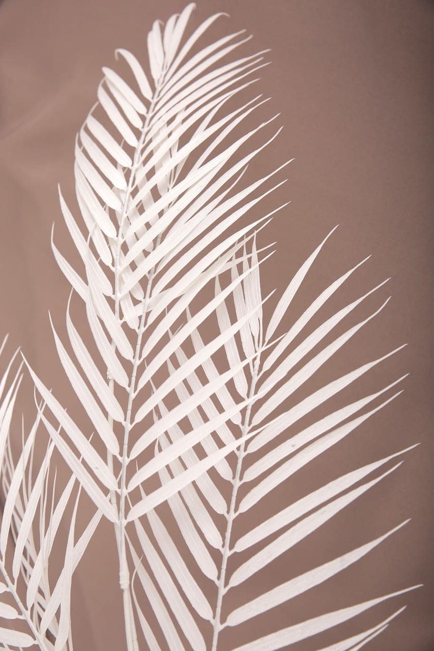 Palmblatt weiß – 1,2 m – Foto 2