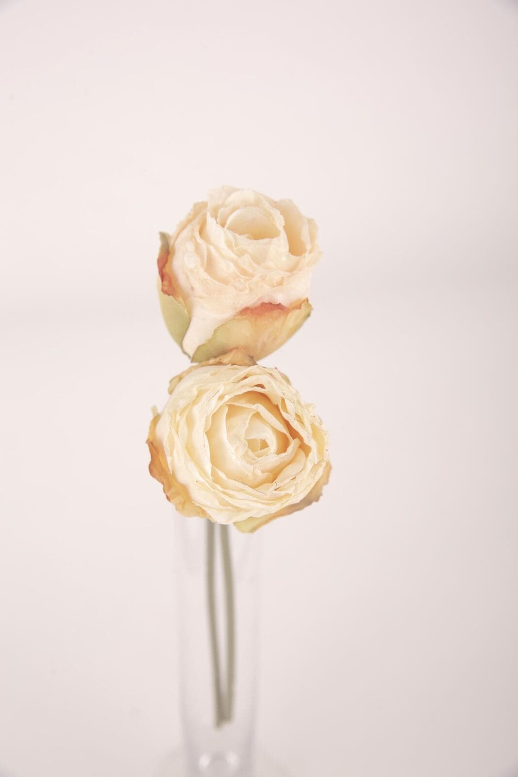 Rosen beige Trockenblumen