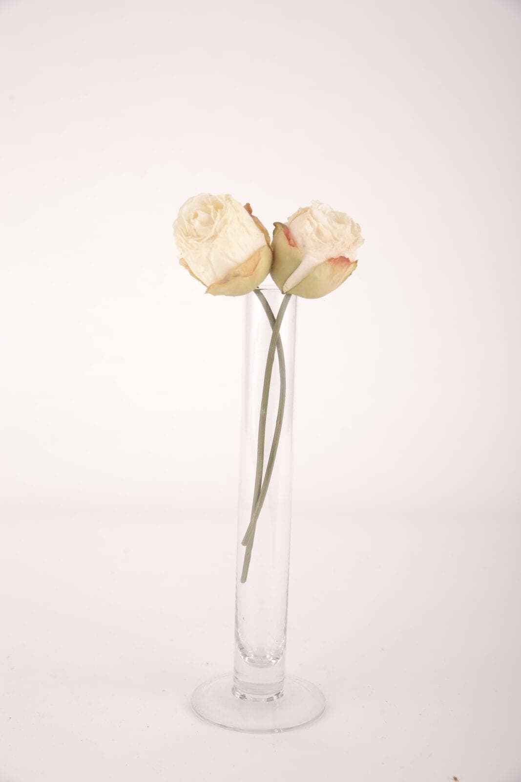 Rosen beige Trockenblumen – Foto 2