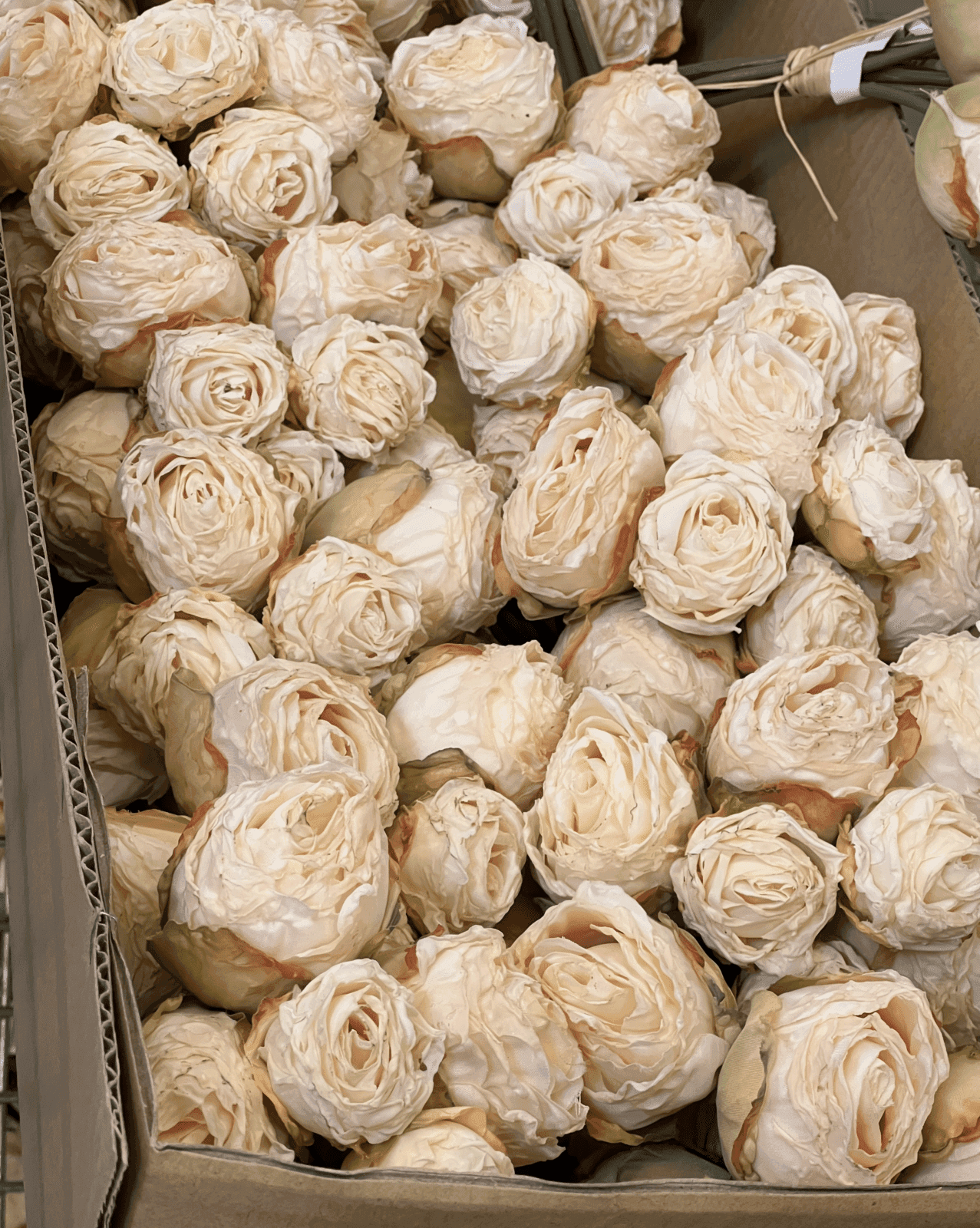 Rosen beige Trockenblumen – Foto 3