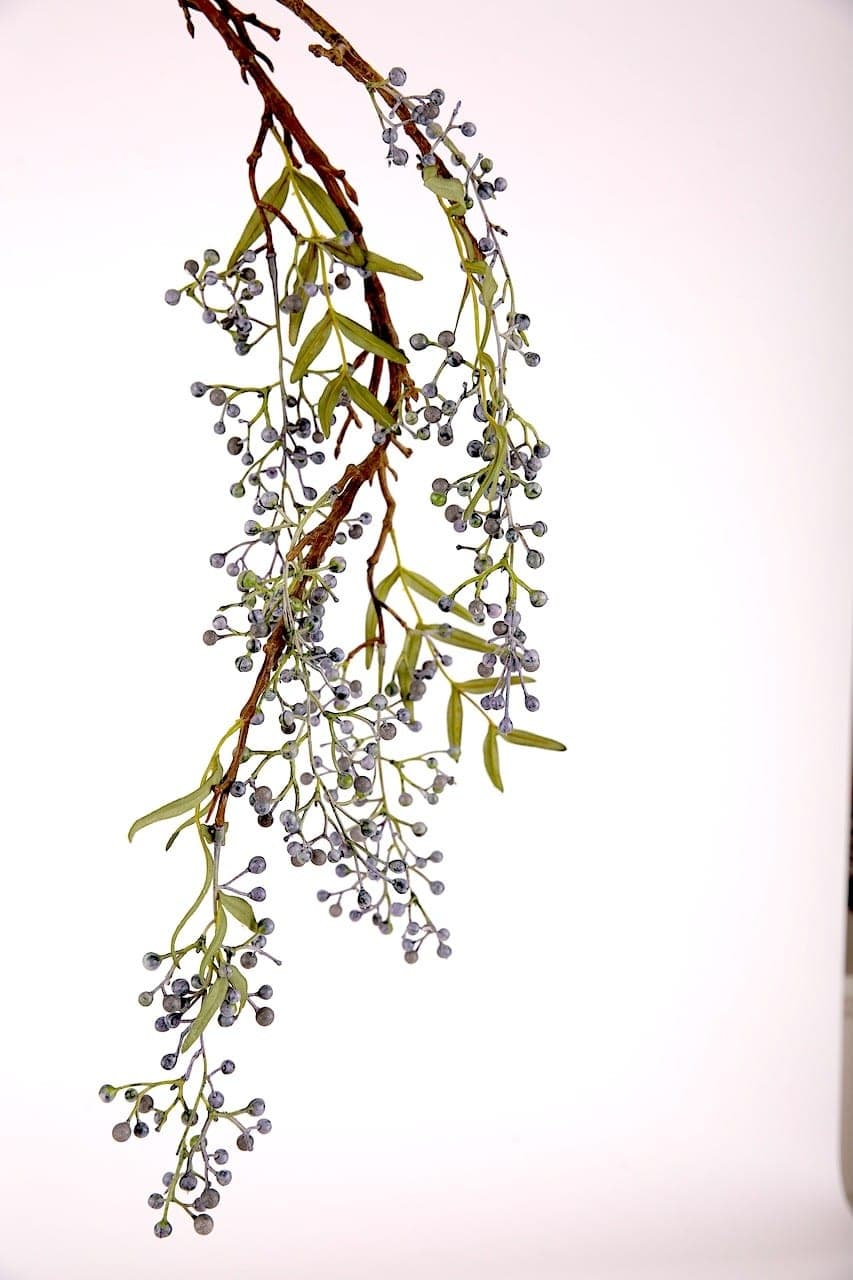 Beeren hängend blau – Foto 2