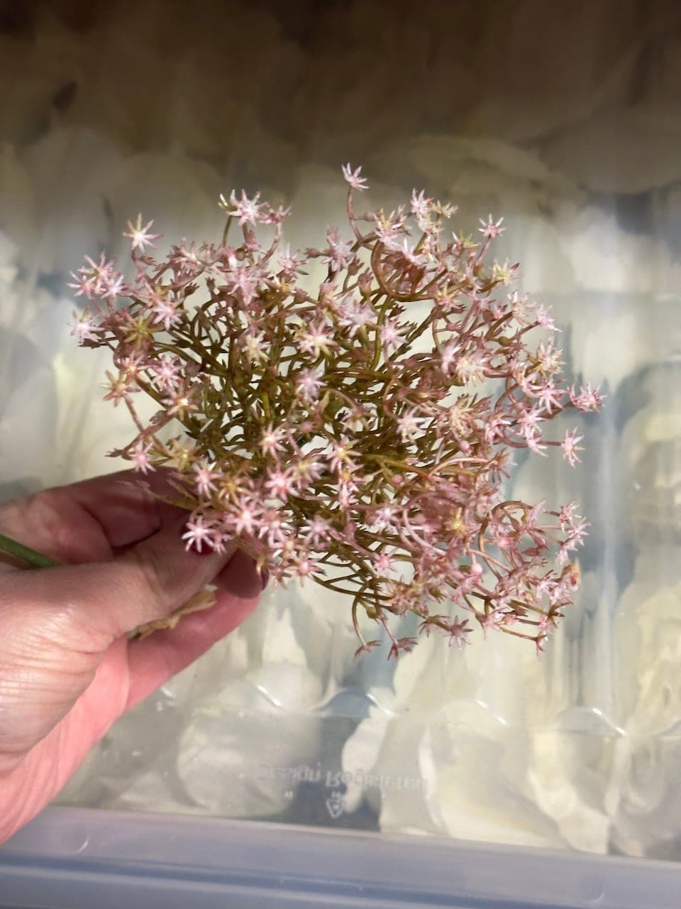 Schleierkraut rosa