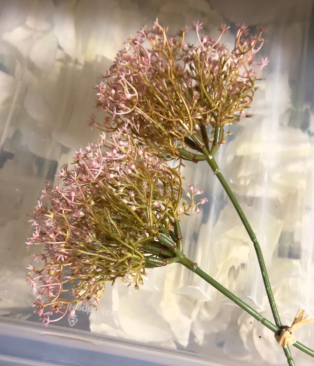 Schleierkraut rosa – Foto 2