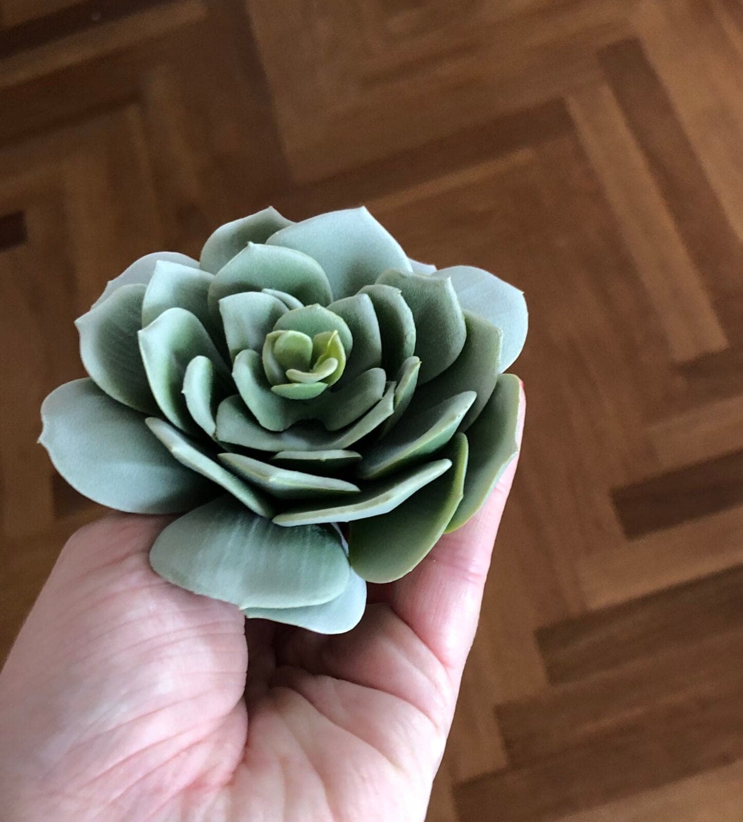 Steinrose Sukkulente graugrün klein